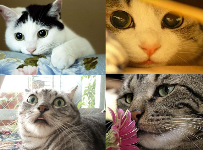 cats Gatos