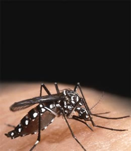 dengue Alerta Eu Capricho