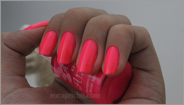 rosamaravilha3 Rosa Maravilha