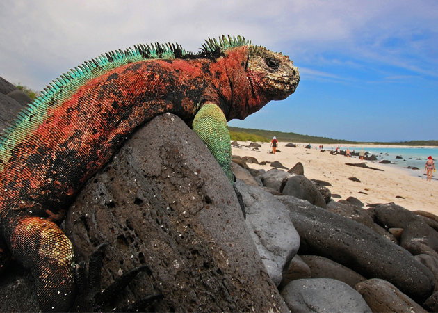 GAL-iguana
