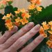 ESMALTE NUDE SEM RETOQUE COLORAMA - todos os detalhes de um lindo esmalte nude da coleção de Nudes da Colorama! Confira o post completo com as melhores fotos. #nude #nails #esmaltes #esmaltenude #colorama #fotosdeunhas