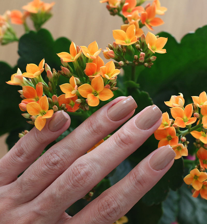 ESMALTE NUDE SEM RETOQUE COLORAMA - todos os detalhes de um lindo esmalte nude da coleção de Nudes da Colorama! Confira o post completo com as melhores fotos. #nude #nails #esmaltes #esmaltenude #colorama #fotosdeunhas